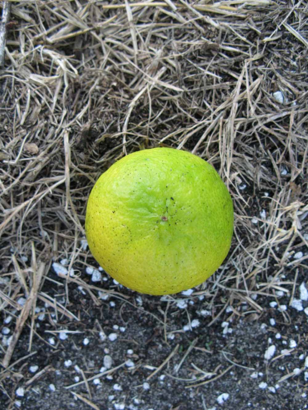              Fruit (Winter Haven, FL)       